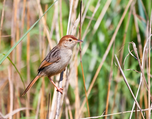 Levaillant's Cisticola