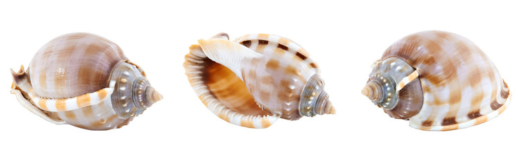 three seachells isolated on white
