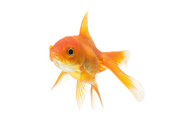 goldfish closeup isolated on white