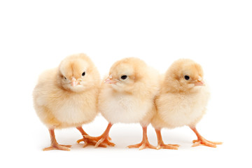 three cute chicks baby chicken isolated on white