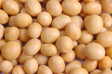a lot of soy bean close up or macro