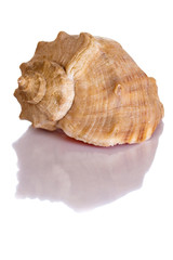 Scallop shell isolated