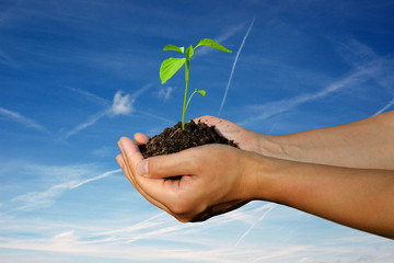 Hands holding a young fast growing plant