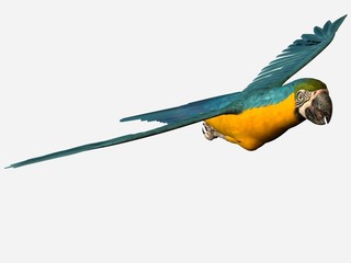 fliegender papagei © Ancello