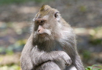 Long-tailed macaque