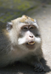 Long-tailed macaque champs apple