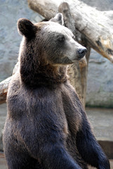 Obraz premium bear
