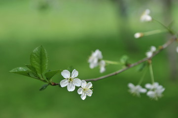 Spring flowering