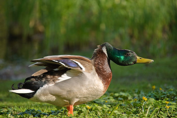 Stockente (Anas platyrhynchos)