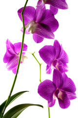 orchidée fuschia fond blanc