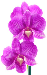 orchidées fond blanc