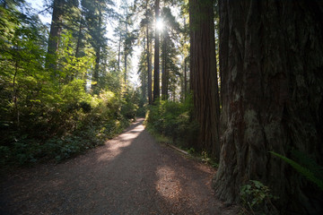 Wanderweg im Redwood NP