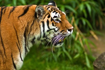 Sibirische Tiger