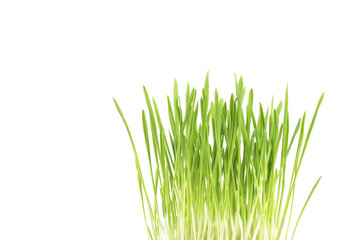 Obraz premium Green grass close up, on white background
