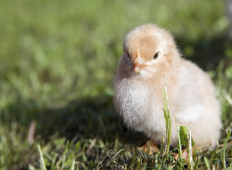 pretty chickens