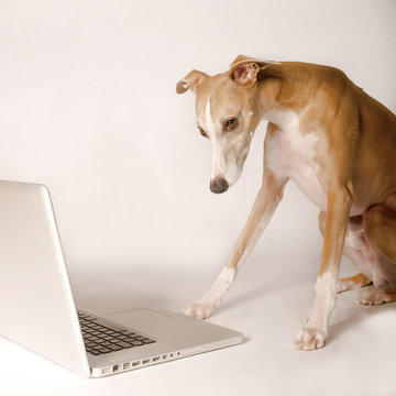 Whippet am Computer