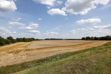 Fototapeta na wymiar Combine harvester in wheat field