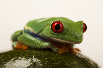 Green animal