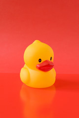 yellow rubber duckling isolated on red background