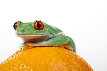 Orange frog