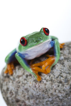 Frog on a stone