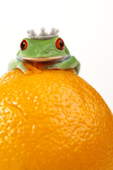 Orange frog