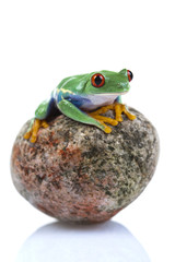 Frog on a stone