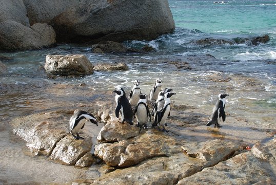 Pingu