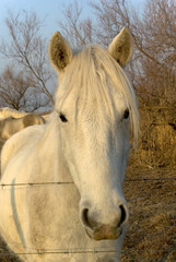 Cheval blanc
