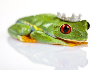 Princess frog