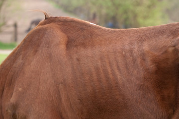 Abgemagertes Pferd