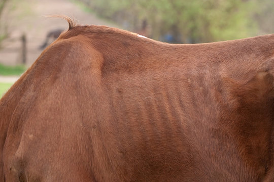 Abgemagertes Pferd