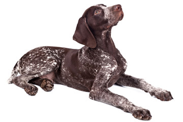 Close up of cute german shorthaired pointer on white