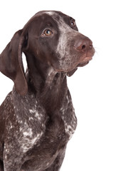 German short-haired pointer the hunting dog  on white a backgrou