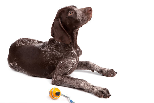 Close Up Of Cute German Shorthaired Pointer On White