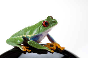 Green frog