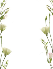 floral frame on white background
