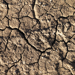Cracked Mud