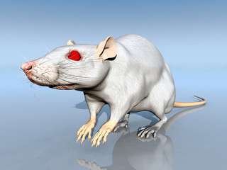 Ratte