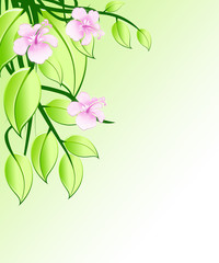 Flowers of rose orchid