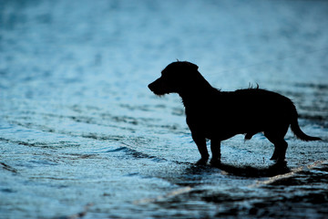 Koefoet waiting for catch