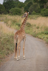 Giraffe