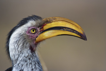 Yellow billed hornbill