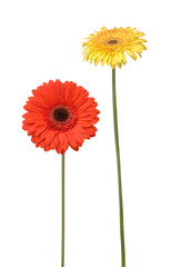 two flowers