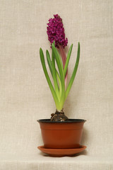 hyacinth 3