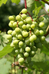 Grapes