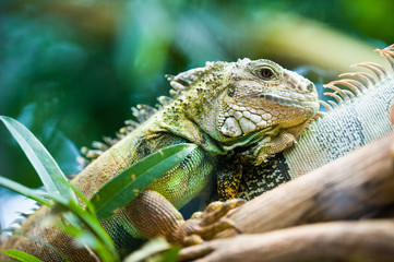 Green iguana