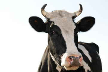 Naklejka premium Cow on meadow
