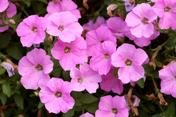 phlox blüten