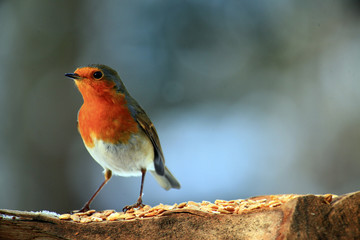 rotkehlchen